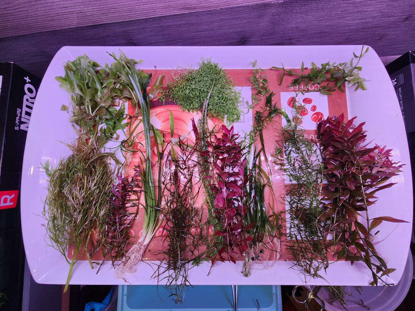 Custom Aquarium Plant Packages !