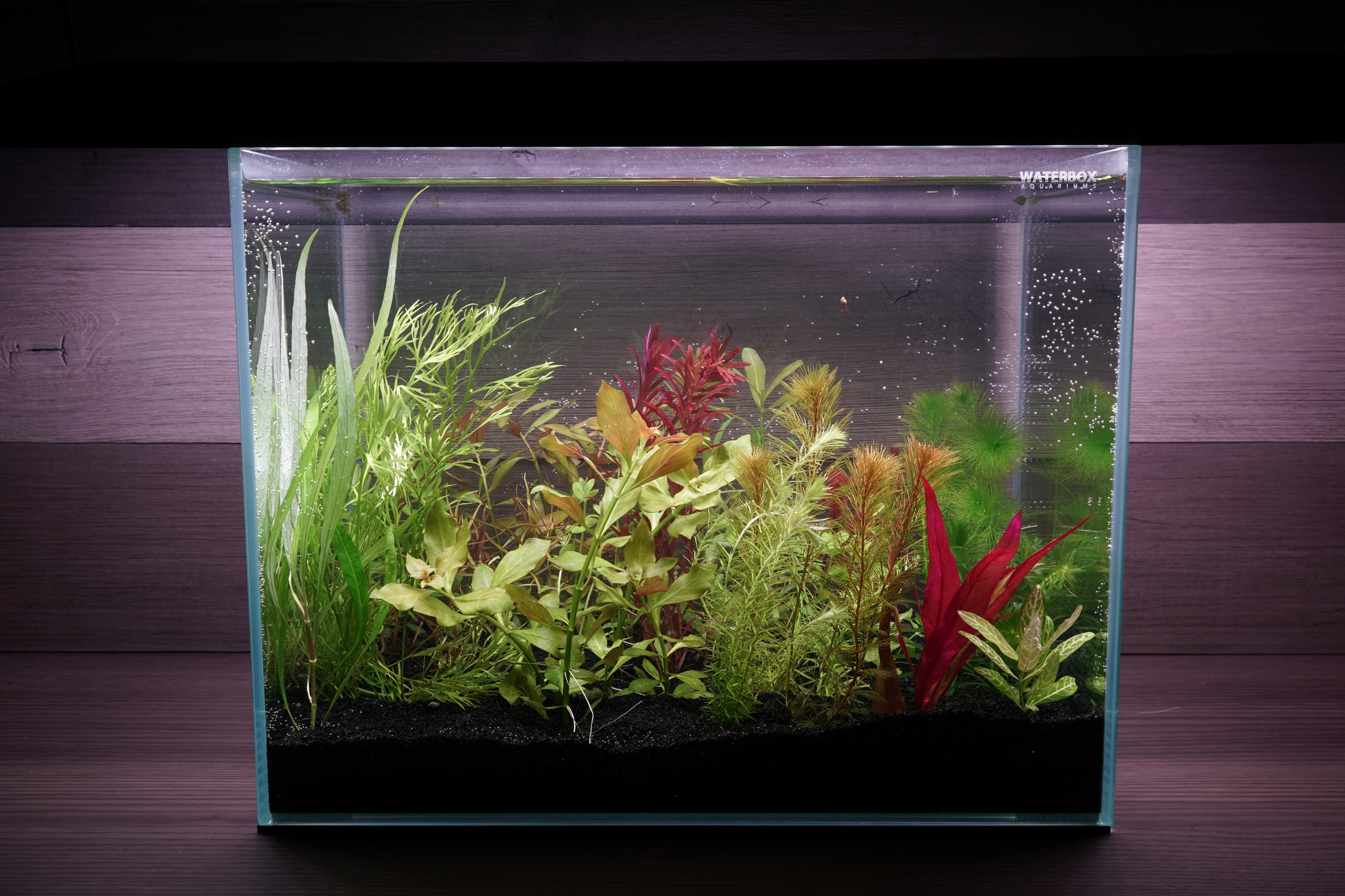 WYSIWYG 60 Custom Aquarium Plant Package DanZPlants