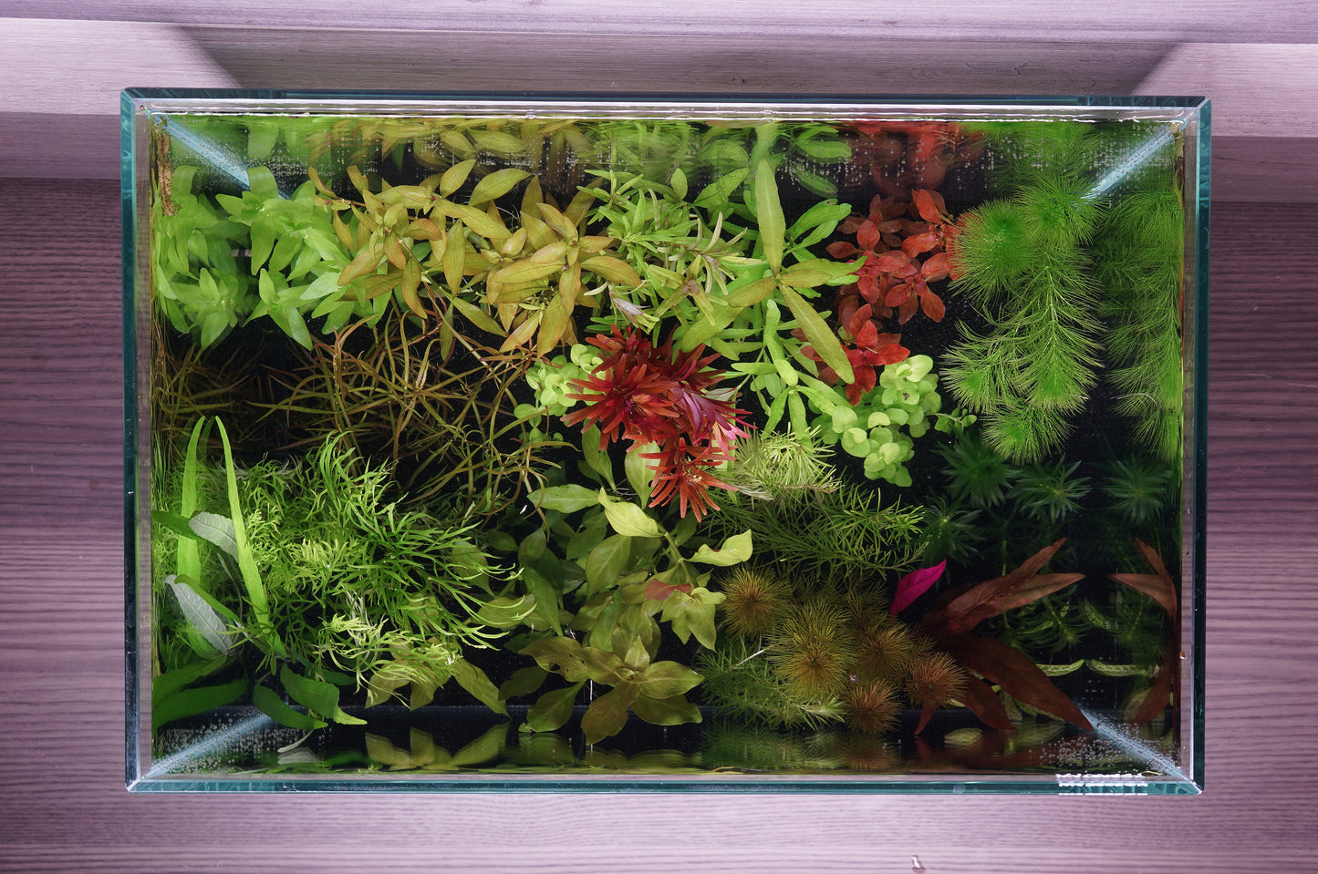 WYSIWYG- $70 Custom Aquarium Plant Package
