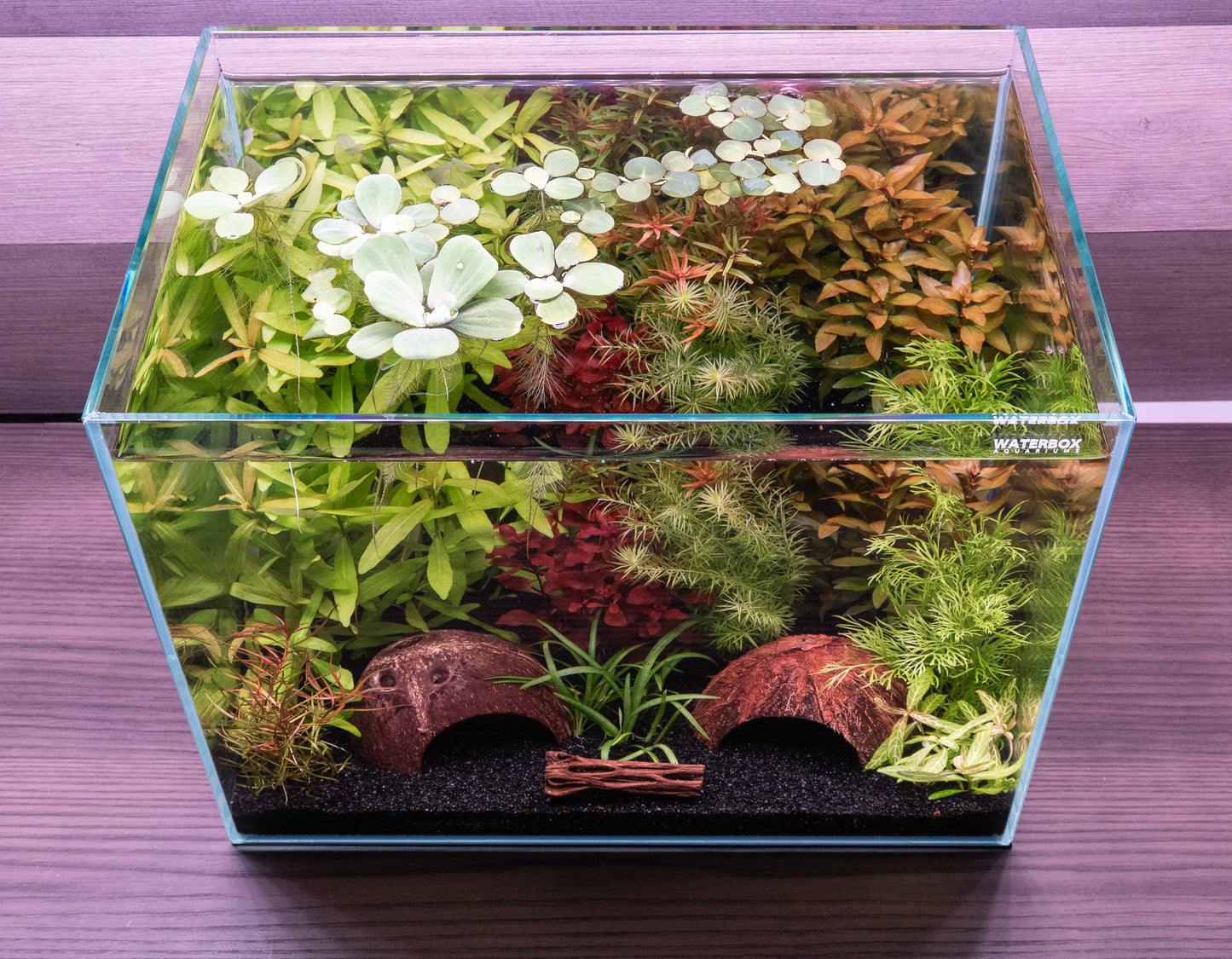 WYSIWYG -11 species- Aquarium Plant Package