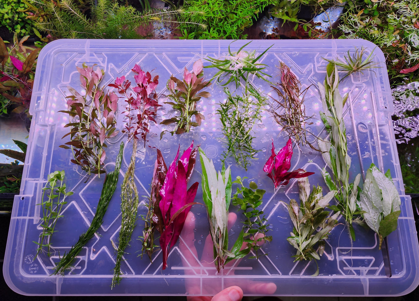 Custom Aquarium Plant Packages !