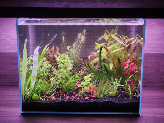 WYSIWYG- $50 Custom Aquarium Plant Package