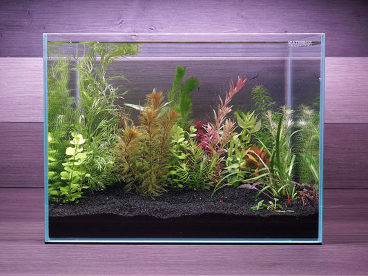 WYSIWYG- $60 Custom Aquarium Plant Package