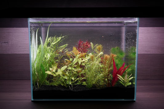 WYSIWYG- $70 Custom Aquarium Plant Package