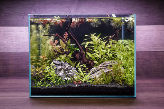 Live Aquarium Plant Package - 14 Species