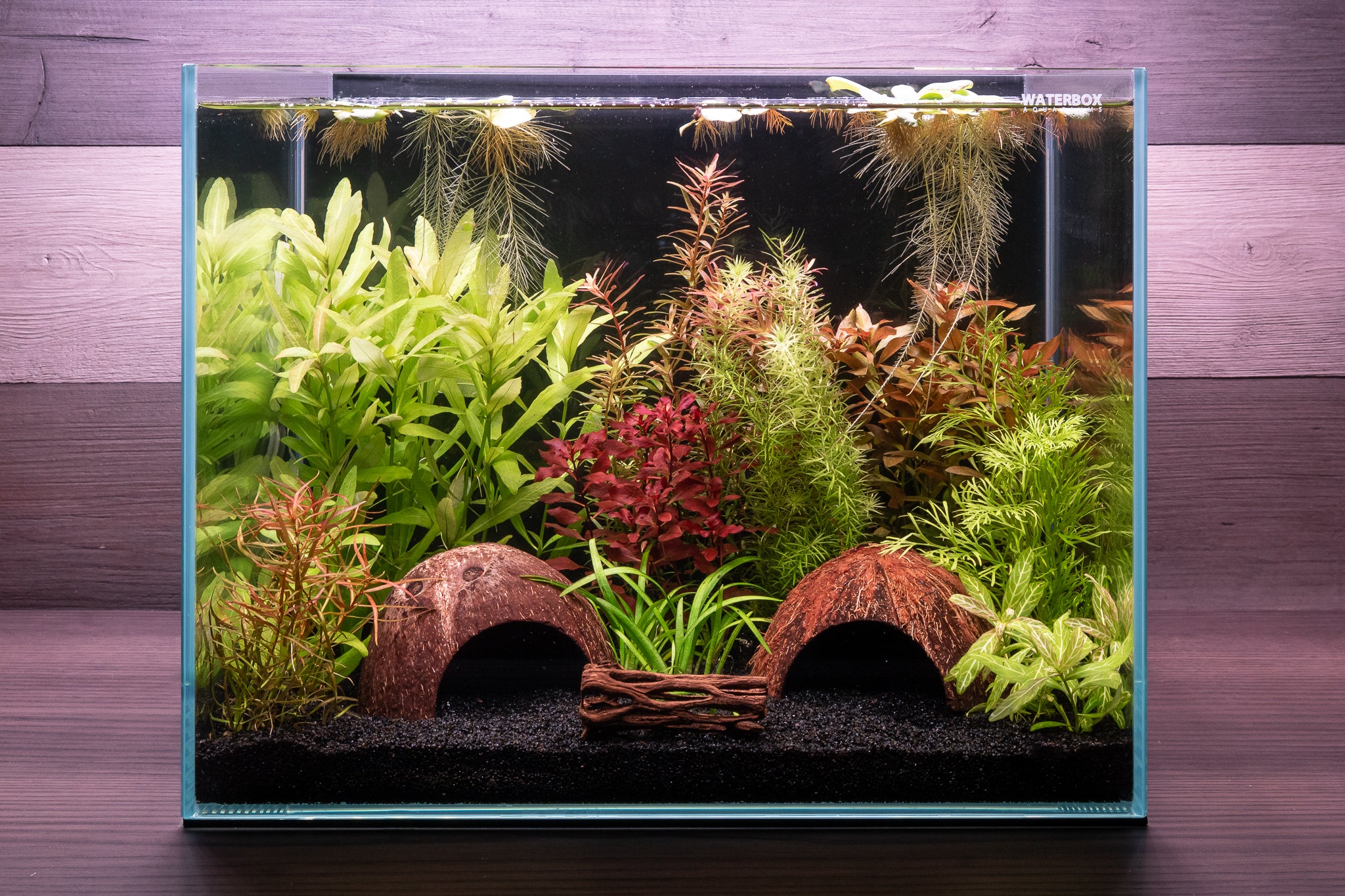 WYSIWYG -11 species- Aquarium Plant Package – DanZPlants